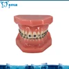 Dental teaching orthodontic model Self locking bracket dental models
