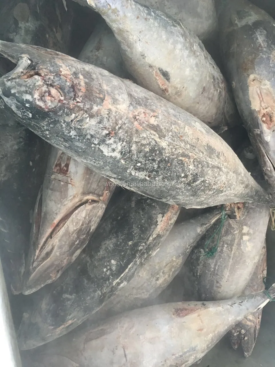 冷凍albacore 金槍魚發售