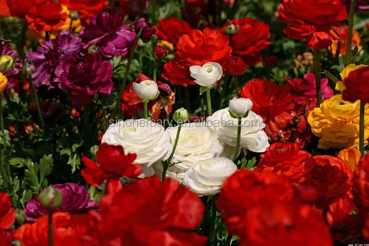 21珍しい種子 珍しい花の種子 ラナンキュラスの花の種子 Buy 学名の種 観賞植物の種類 タイプの観賞植物 Product On Alibaba Com