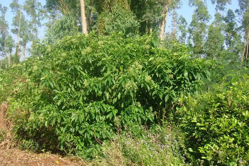 Nature Herb Provide High Quality Yohimbine Extract Yohimbine 10 Buy