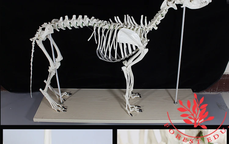 生物教学动物月各类犬骨骼模型 Buy 犬骨骼模型 骨骼模型 狗骨架product On Alibaba Com