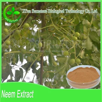 1000 Gambar Daun Neem Paling Keren 1000 Gambar Daun Neem Paling Keren