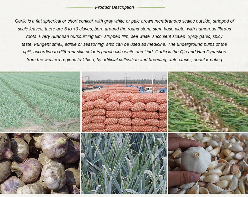 chinese 3p pure white garlic