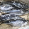 /product-detail/malaysia-1-5-kg-up-frozen-albacore-tuna-on-sale-60773913388.html