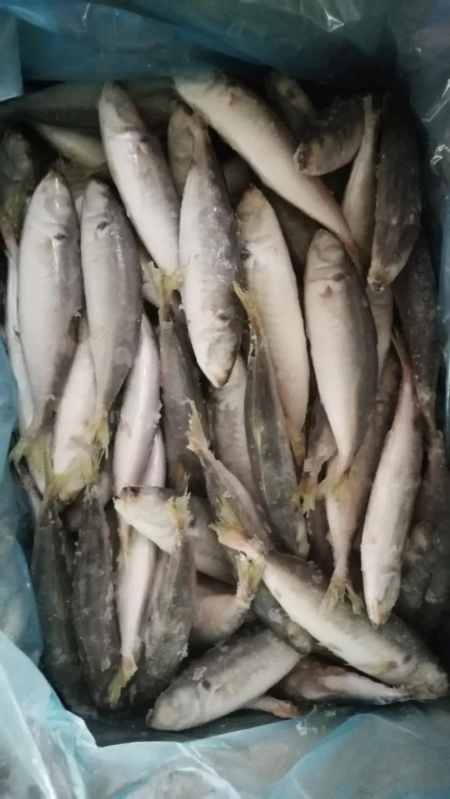 small eye scad (4).jpg