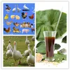 feed additives broiler chicken feed lecithin soy liquid supplier