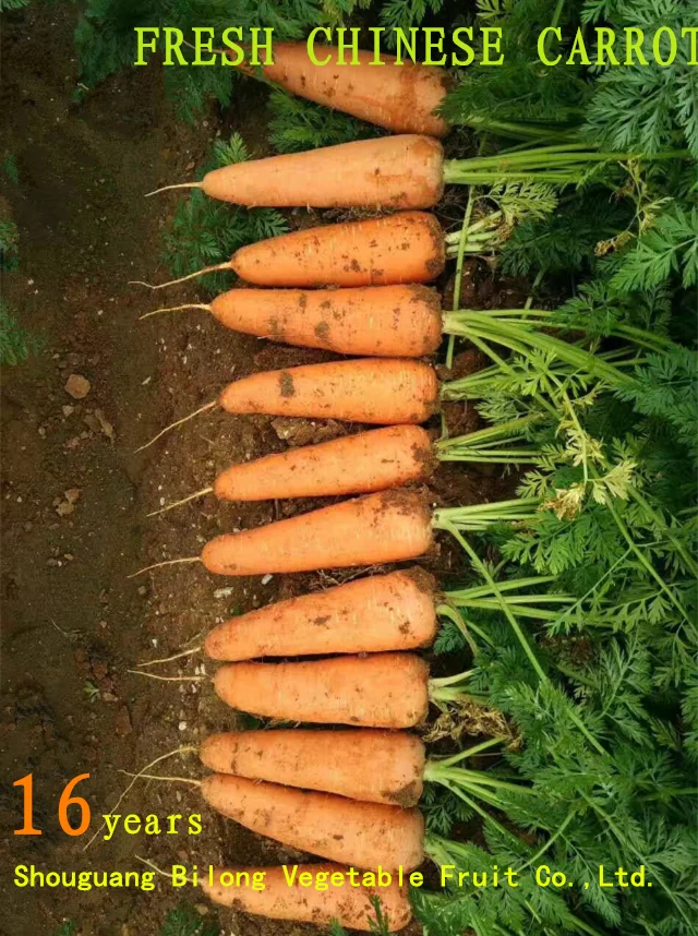 316 fresh carrot