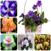 50 PCS 24 Colors Violet Seeds Garden Plants Violet Flowers Perennial Herb Matthiola Incana Seed
