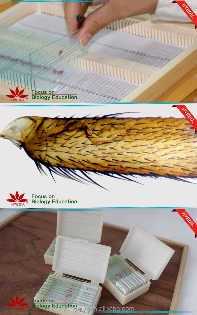 Bacteria prepared slides (3).jpg