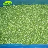 Chinese New High Quality IQF Frozen Leek