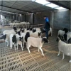 animal production like pig cow sheep unique plastisol coating slat flooring system