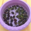 Best Selling Products Flower High Germination Wholesale Price Top Quality Small Lotus Seeds
