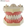 32pcs Teeth Soft Gum Screw fixed DP Articulator SF Type Study Dental Model