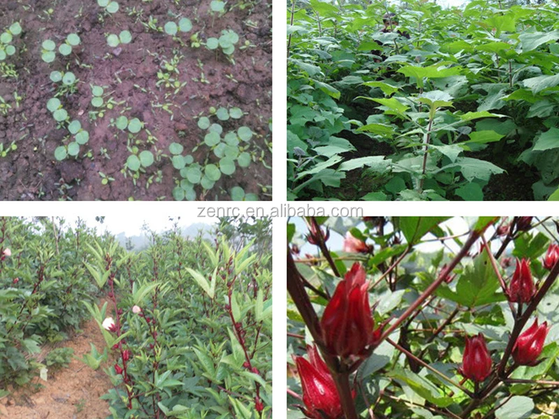 100% Pure and Natural Dried Hibiscus Roselle Sinensis Flower Tea