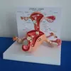3D anatomical Uterine leiomyoma model, for medical research