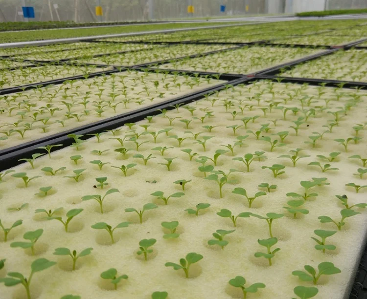 strawberry seedlings for hydroponics strawberry seedlings for hydroponics