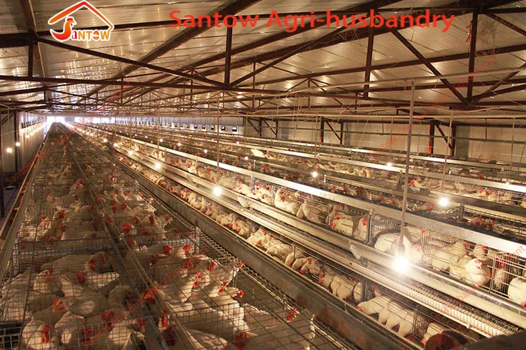 Automatic chicken cages hot galvanized poultry cage cheap price egg layers cage design for farm design