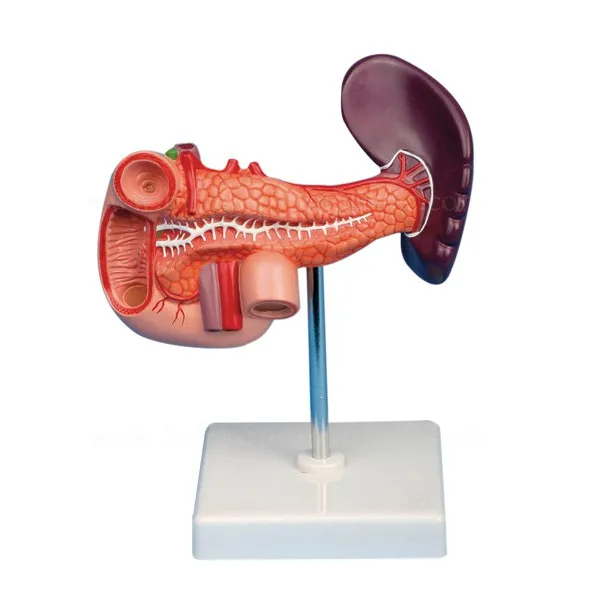 膵臓捻挫十二指腸教育臓器人体解剖学モデル Buy 人体解剖モデル 人間の臓器モデル 教育モデル Product On Alibaba Com