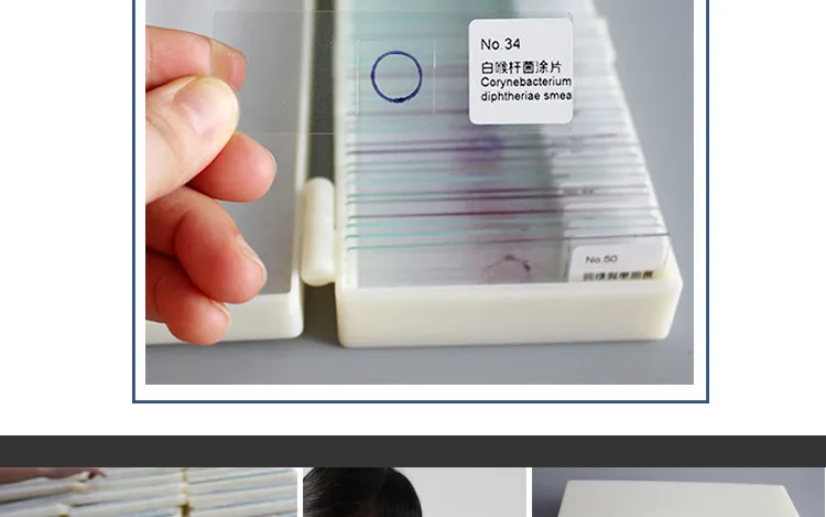 010 Microorganism cells prepared microscope slides.jpg