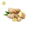 buy fresh organic ginger root price online/blue ginger price