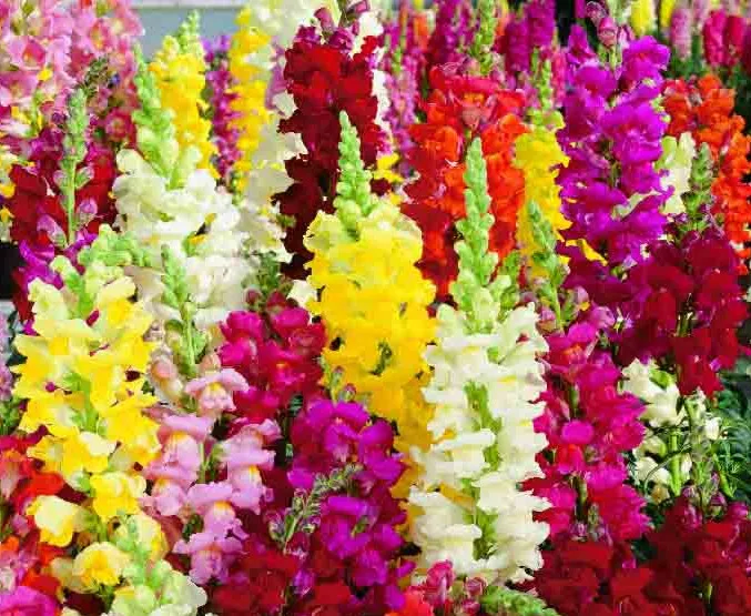 Top Quality Red White Pink Yellow Golden Blue snapdragons Seeds for ...