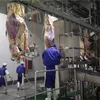 100 pigs slaughter and process line slaughterhouse