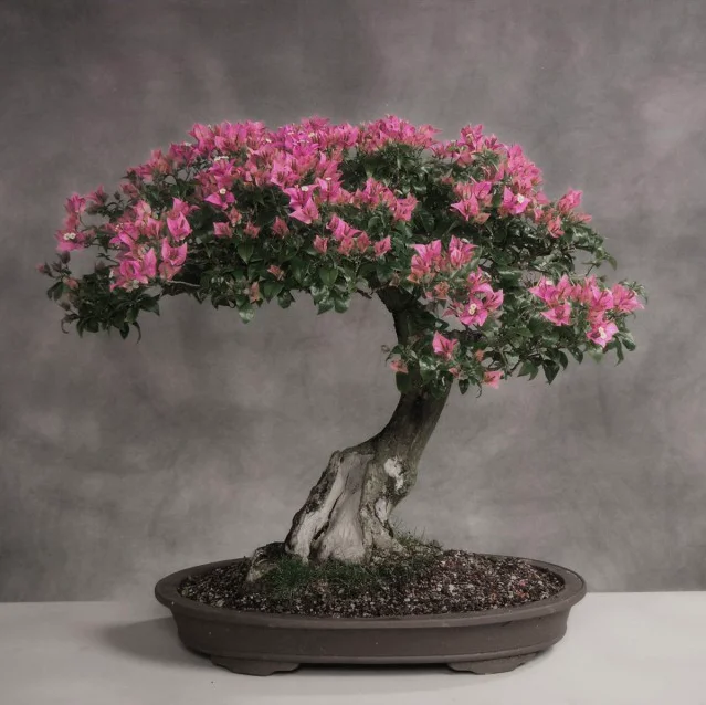 The best Bonsai from China with purple sand pot