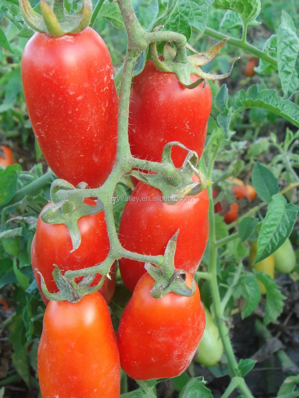 Hybrid Banana Tomato Seeds For Growingbanana Tomato Buy Hybrid