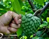 Imported & exported Custard apple fruit seedling for sale