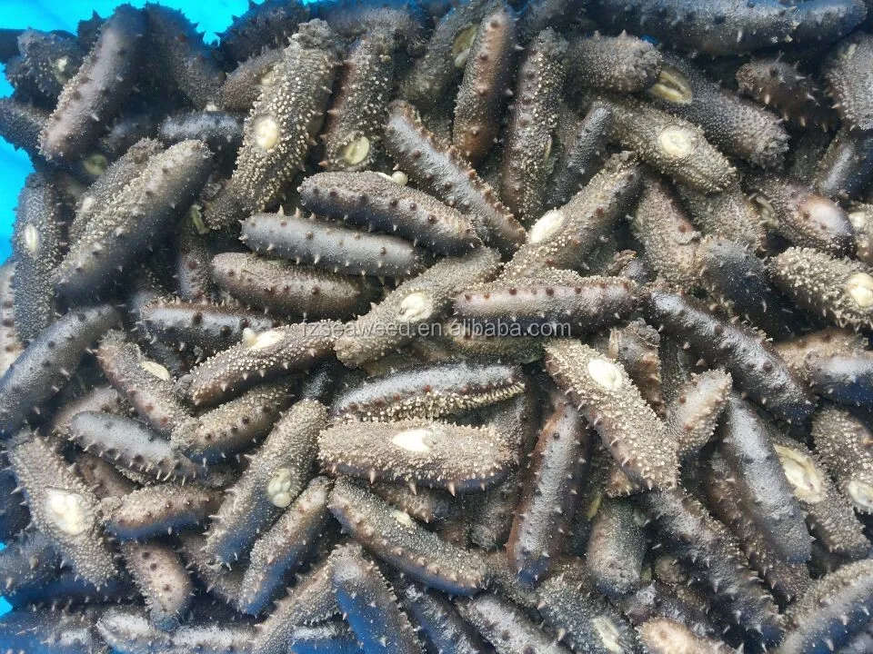Sea Cucumber Wholesale Usa Sea Cucumber The Price Of Dried Sea Cucumber