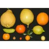 Iranian rice and beans and citrus fruits