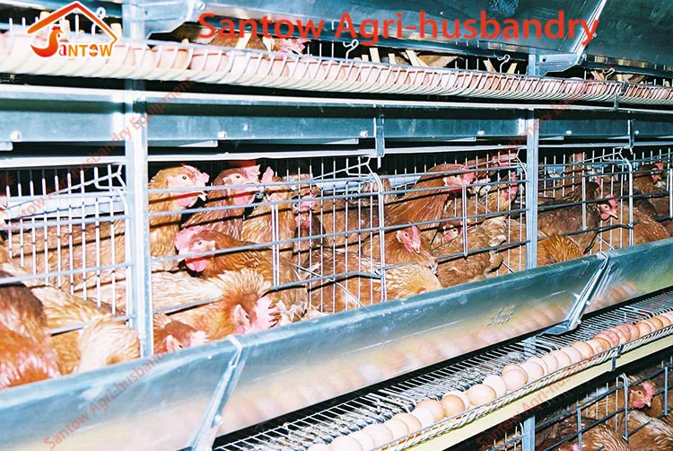 Prefabricated Chicken Coop Hen House For Sale / Metal Wire Mesh Laying