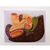 Medical Anatomical Model Human Liver Pancreas And Duodenum Model for teaching