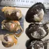 Wholesale Frozen Cockle Clams Meat Good Sale Seafood Shell Fish