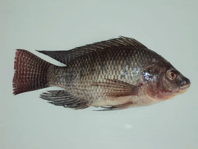 wgs frozen tilapia fish