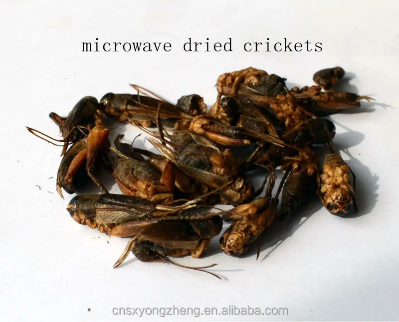 Chicken Feed Ingredient Dried Cricket Buy For Animal Feed Dry