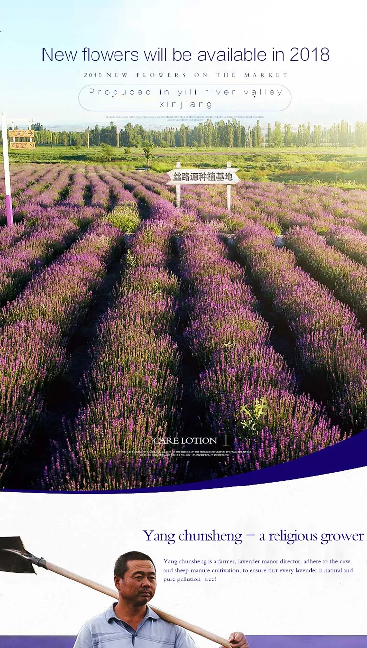 100% Natural High Quality Xinjiang Production Lavender ...