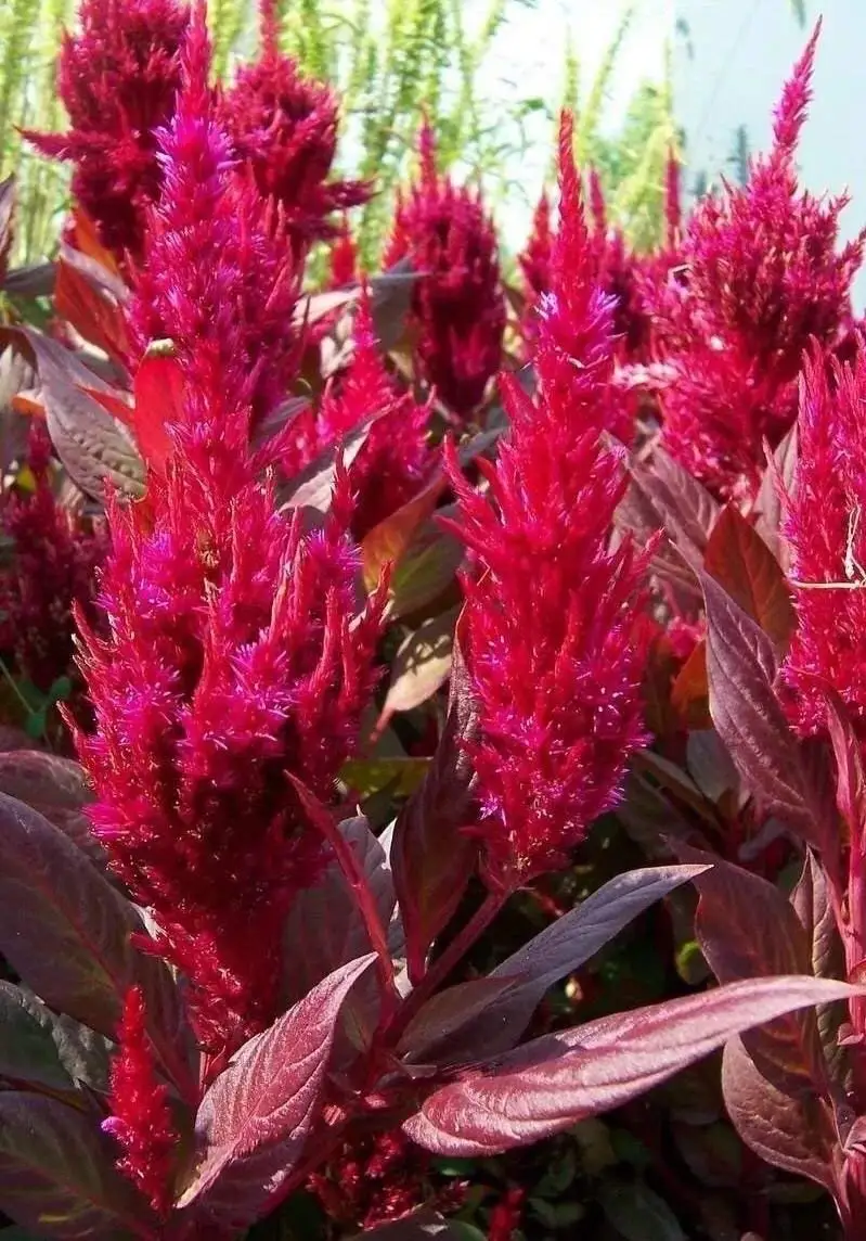 Cheap Plant Celosia Find Plant Celosia Deals On Line At Alibaba Com