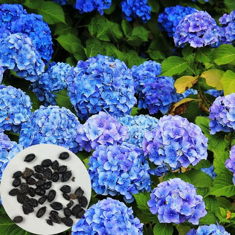 семена гортензии каскад черешковая. семена гортензии крупные. семена гортензии. семена гортензии крупные. семена гортензии очень мелкие.