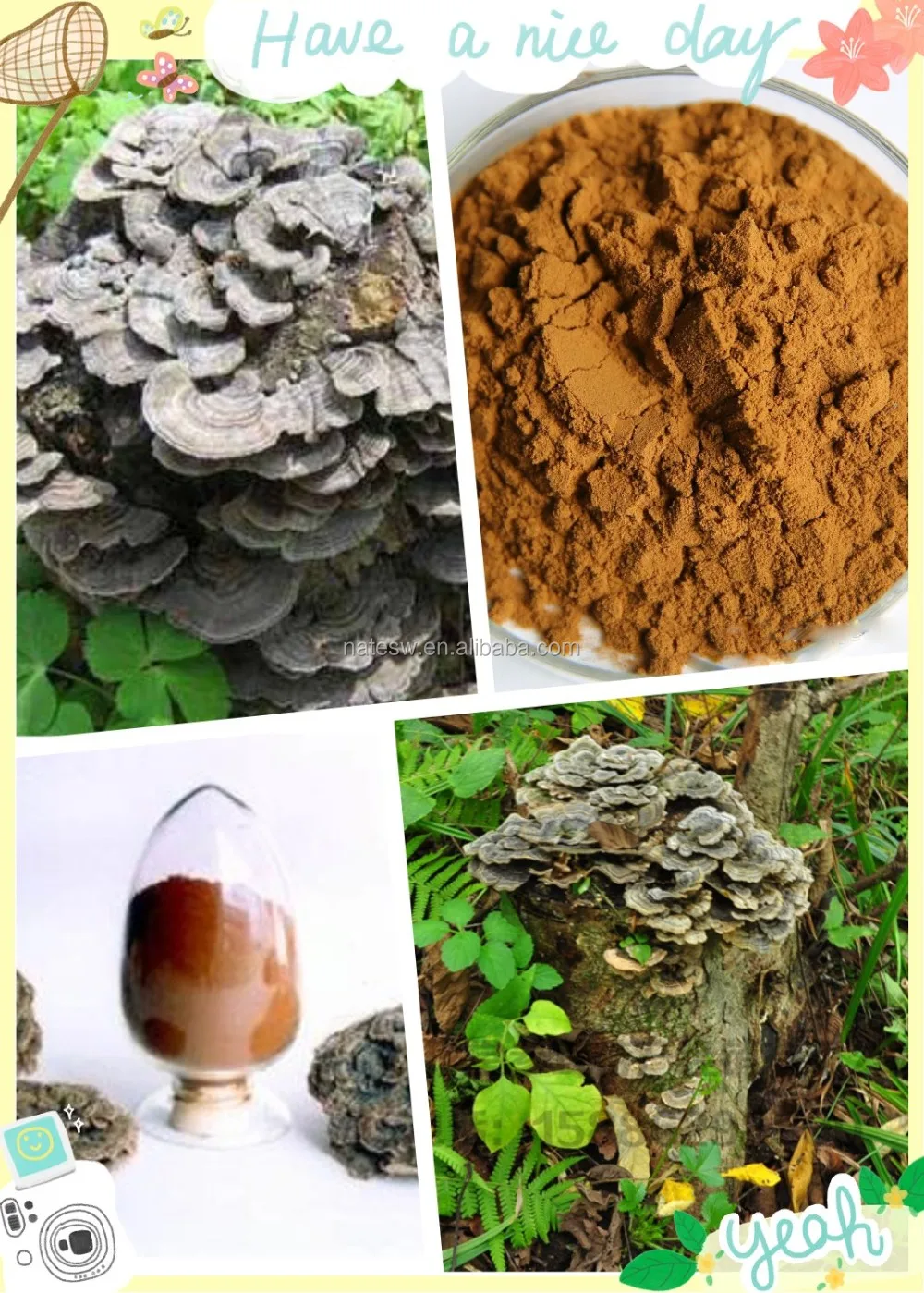 Turkey Tail Mushroom Extract Polysaccharide Krestin Psk 30 50 Buy