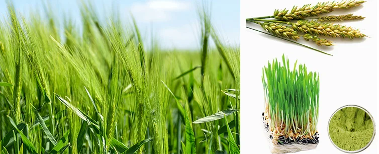 HONGDDA Supply Wheat Grass Extract Pure Chlorophyll Powder Wheat Grass Powder