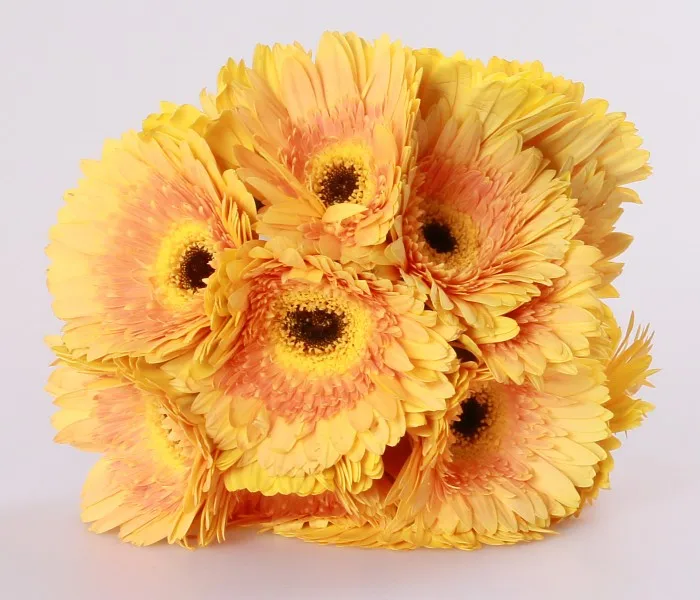 natural different types flowers yellow gerbera champagne qingyi