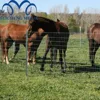 guangzhou galvanized wire mesh cattle fence netting pig iron fence price
