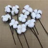 Dried Cotton Stems Artificial Flowers Wholesale Indoor Decoration