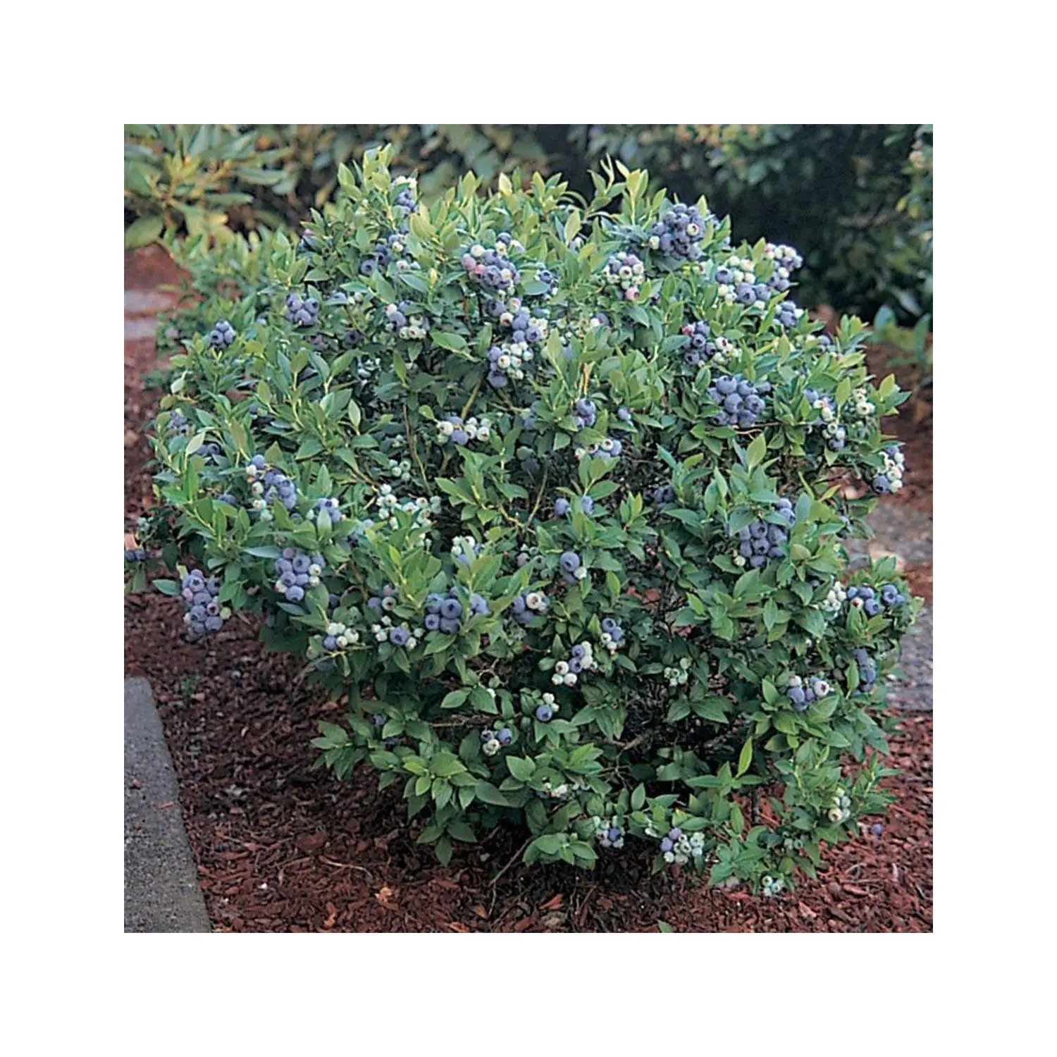 Dwarf Blueberry Bush Varieties