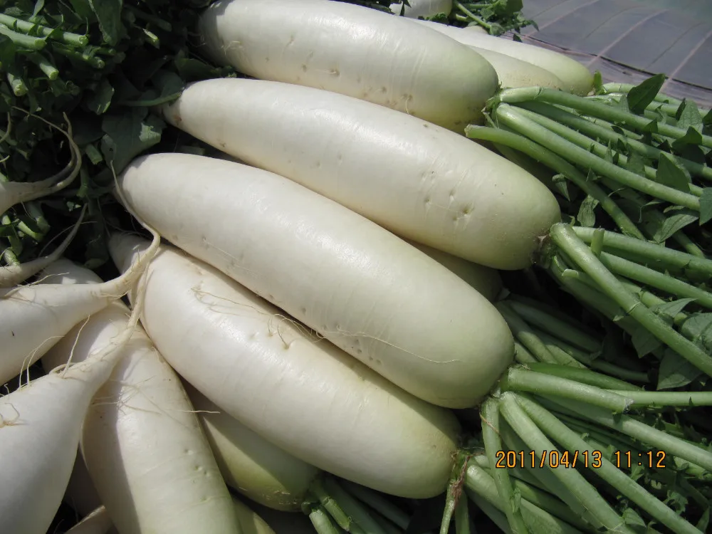 Bilong raddish-1