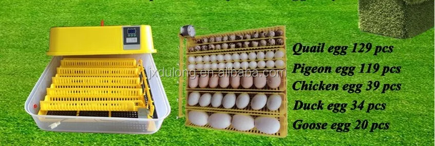 small incubator for chicken eggs
