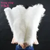 free shipping 10 pcs /bag wedding decorations feathers 60-65 CM white ostrich feather ostrich