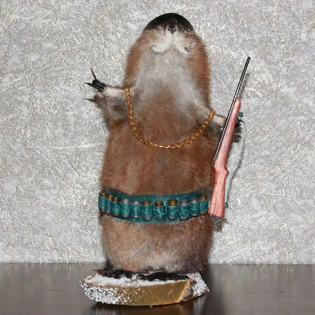 stuffed beaver taxidermy for sale