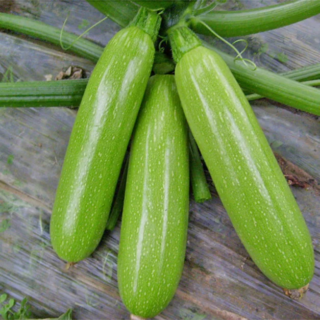 hu lu zhong zi bulk f1 hybrid cocozelle seeds vegetable marrow